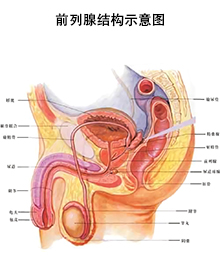 前列腺结构示意图