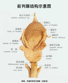 前列腺结构示意图