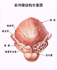 前列腺结构示意图